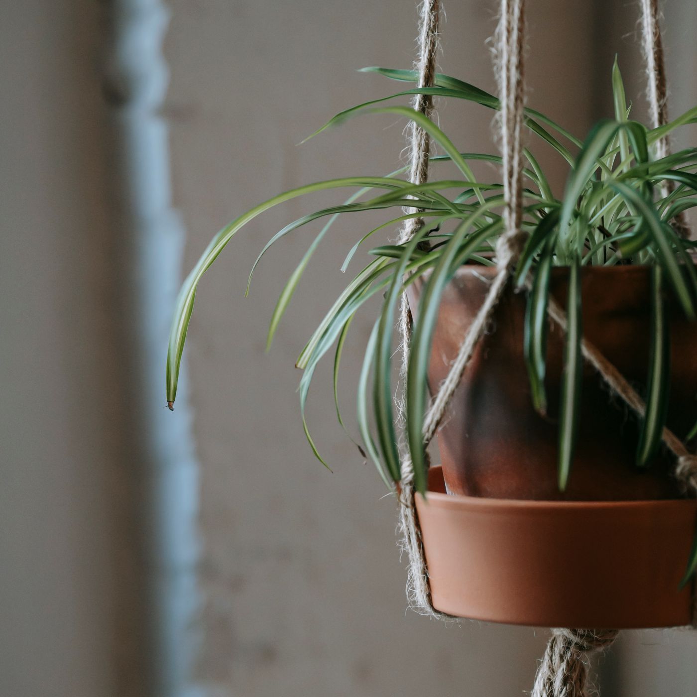 Rooting Cutting Jar